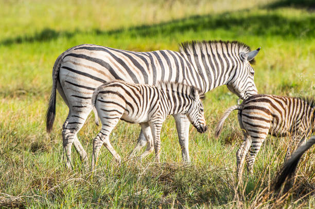 istock Zebras flock in the Moremi Game Reserve (Okavango River Delta), National Park, Botswana 826460000