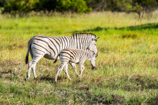 istock Zebras flock in the Moremi Game Reserve (Okavango River Delta), National Park, Botswana 826460006