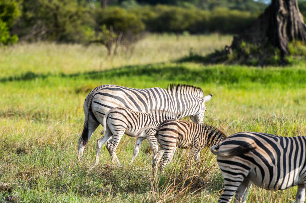 istock Zebras flock in the Moremi Game Reserve (Okavango River Delta), National Park, Botswana 826460018