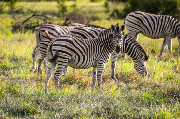 istock Zebras flock in the Moremi Game Reserve (Okavango River Delta), National Park, Botswana 826460044
