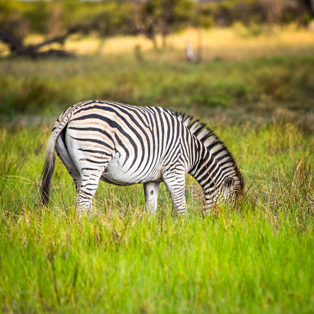 istock Zebra walks on the grass in the Moremi Game Reserve (Okavango River Delta), National Park, Botswana 826460472