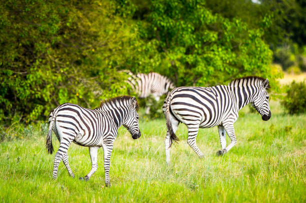 istock Zebra walks on the grass in the Moremi Game Reserve (Okavango River Delta), National Park, Botswana 826460500