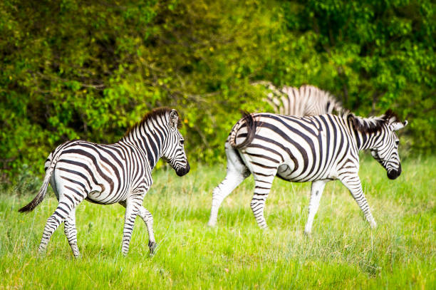 istock Zebra walks on the grass in the Moremi Game Reserve (Okavango River Delta), National Park, Botswana 826460524