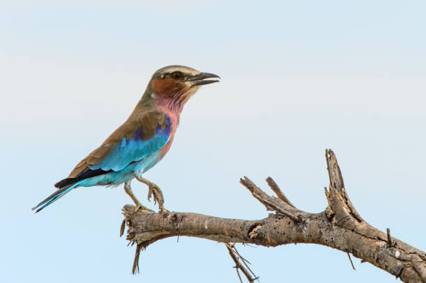 istock Lilac Breasted Roller Bird at the Moremi Game Reserve (Okavango River Delta), National Park, Botswana 826460848