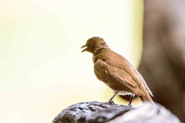 istock Bird at the Moremi Game Reserve (Okavango River Delta), National Park, Botswana 826463586