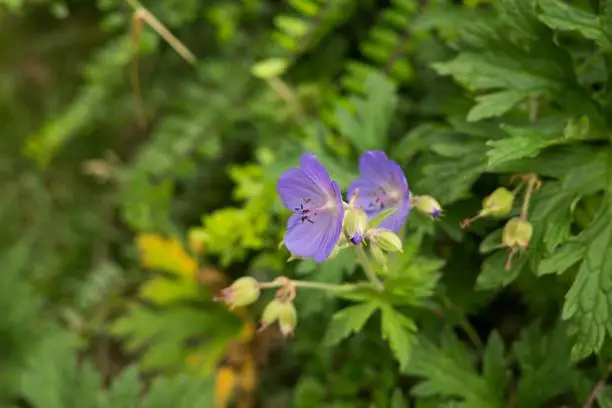 Purple flower. Slovakia