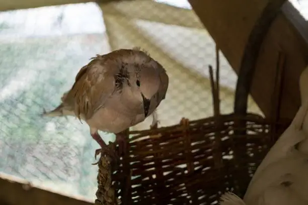 Photo of Dove on the nest.