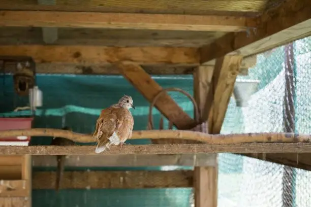 Photo of Dove on the nest.