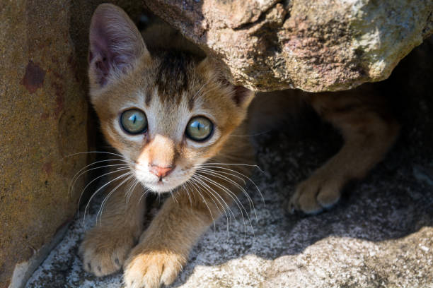 Ceilon Cat 4,200+ Ceylon Cat Stock Photos, Pictures & Royalty-Free Images - iStock