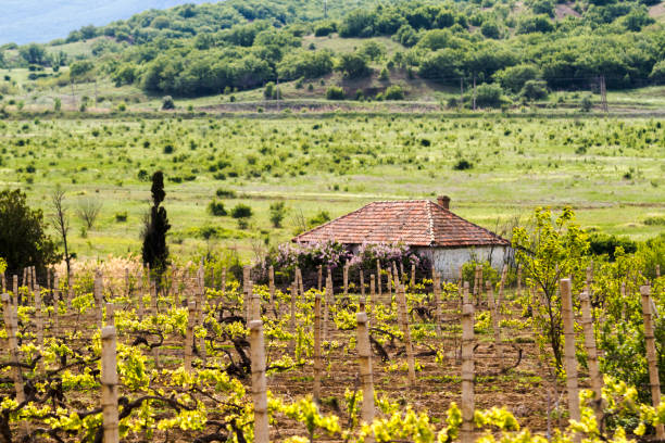 istock House with a tiled roof among vineyards 826475060