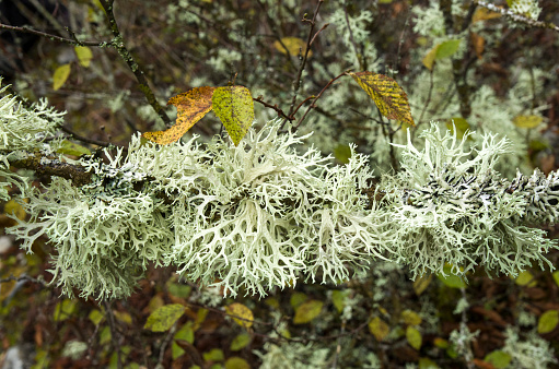Oak moss on a twig of a tree in autumn closeup