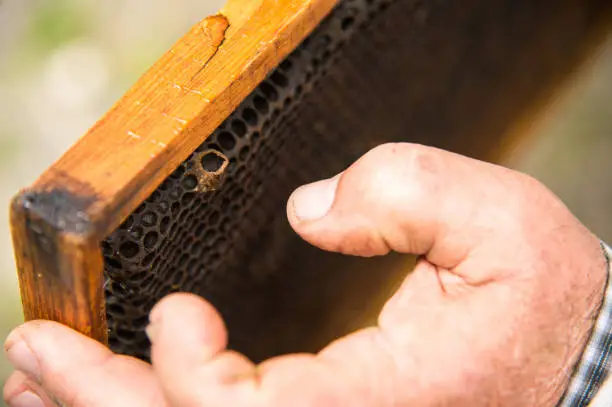 Photo of The beekeeper's hands on the background of a frame with empty honeycombs