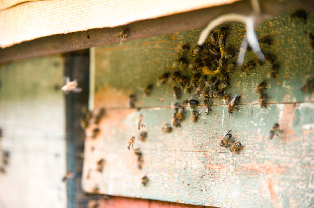 istock Hives in the apiary with bees flying on the landing boards 826478504