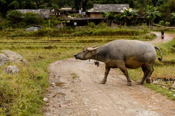 istock Buffalo in Vietnam 826482208