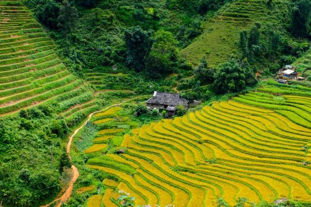 istock Rice terraces in Northern Vietnam 826482732