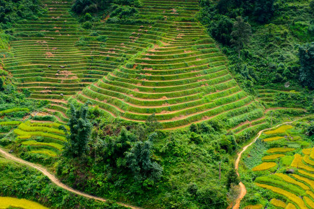istock Rice terraces in Northern Vietnam 826482748
