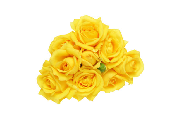 istock Bouquet of rose 826482804