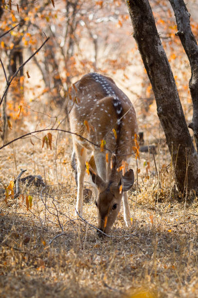 istock Close up of a cute deer in Indian reserve 826483452