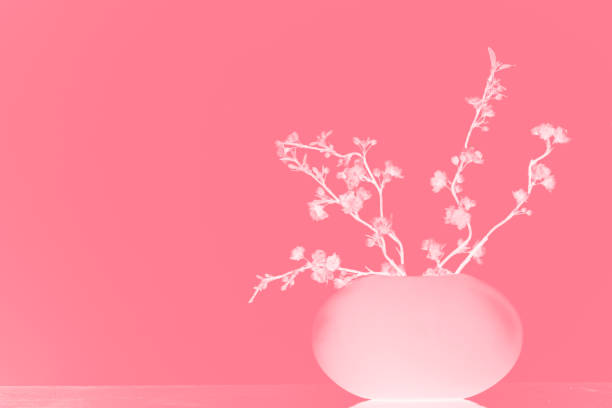 istock Sakura in a vase on a pink background. The gradient is white and pink. Toned. 826483682