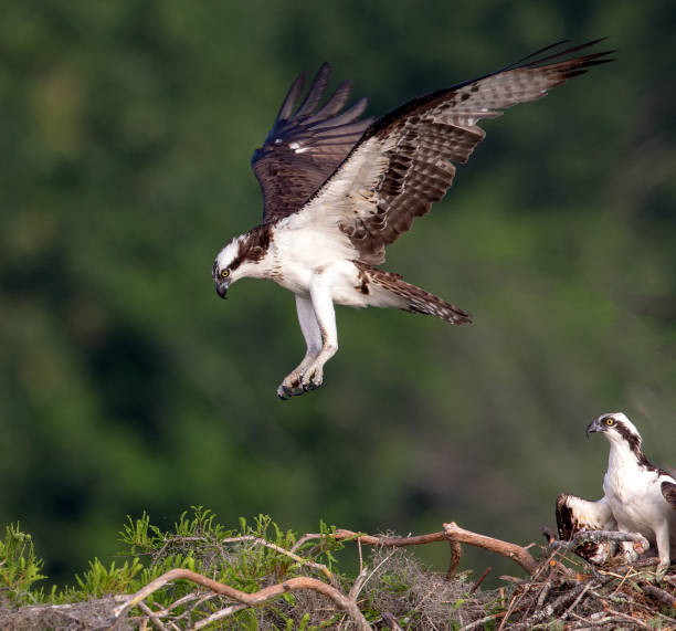 istock Beautiful osprey in flight as it returns to nest 826486652