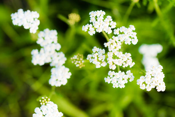 istock Macro photography of small white blossoms 826486732