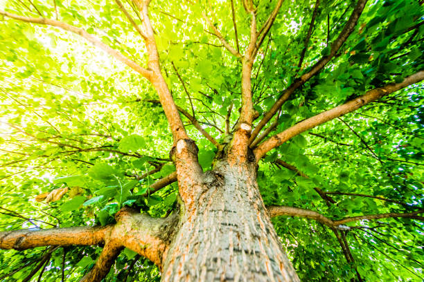 istock Beautiful old tree with nice branches with green leaves 826486782