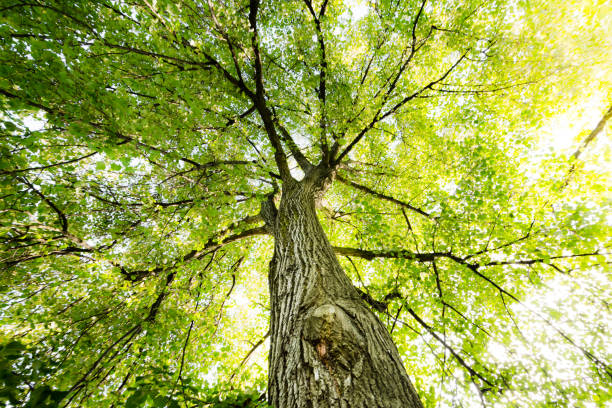 istock Beautiful old tree with nice branches with green leaves 826486794