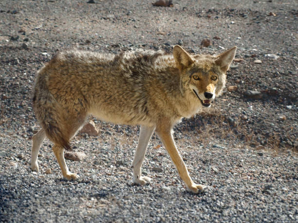 istock Coyote hunting in the Death Valley 826487054
