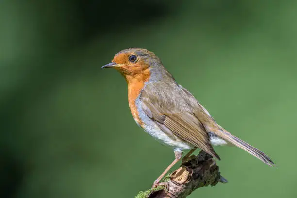 Photo of European Robin sat on a Branch