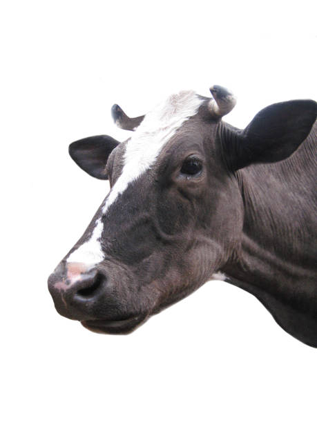 istock Black-and-white cow on the white background 826490846
