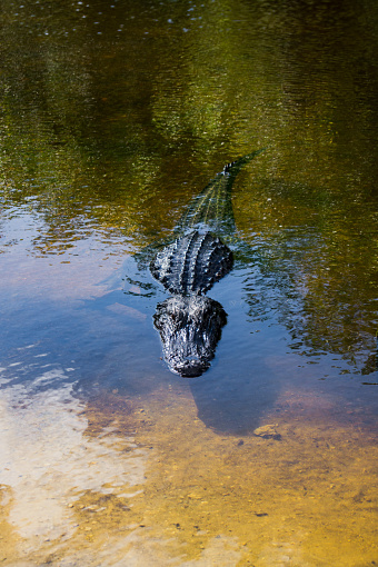 An American Alligator swimming in the Everglades.