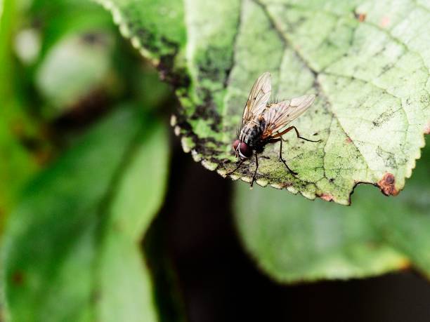istock Musca domestica - house fly 826493886
