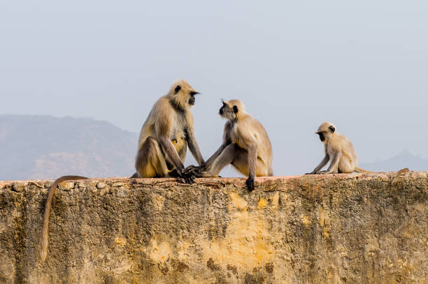 istock Monkeys onver the Amber Palace in Jaipur, India 826497192