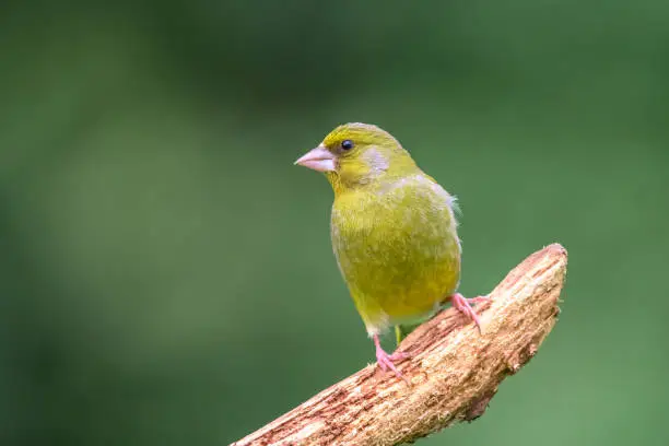 Greenfinch perched on a Branch