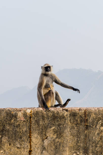 istock Monkeys onver the Amber Palace in Jaipur, India 826497334