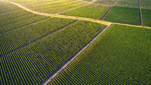 istock Beautiful vineyard field from top. 826498210