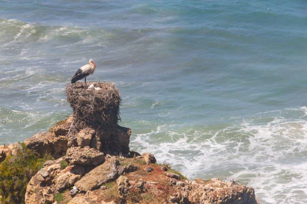 Stork nest over Cliffs on the beach,  Vila Nova de Milfontes, Alentejo, Portugal