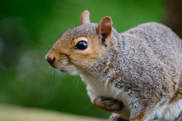 istock portrait of a grey squirrel 826501102