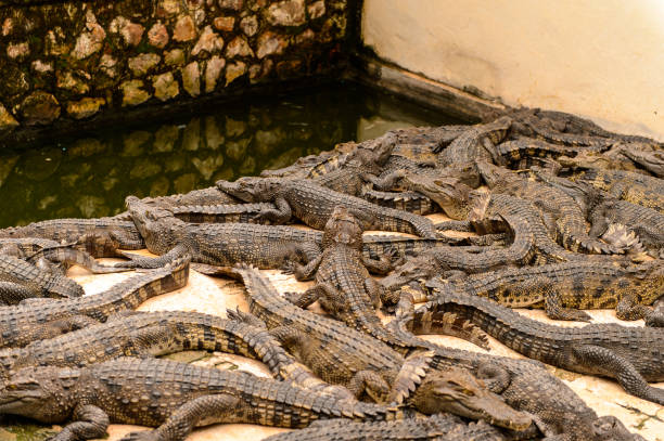 istock Crocodiles on a farm in Combodia 826501362
