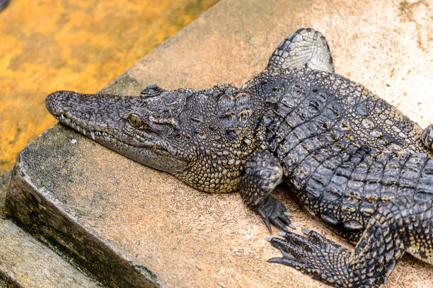 istock Crocodiles on a farm in Combodia 826501386
