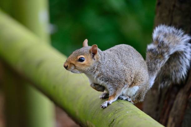 istock portrait of a grey squirrel 826501674