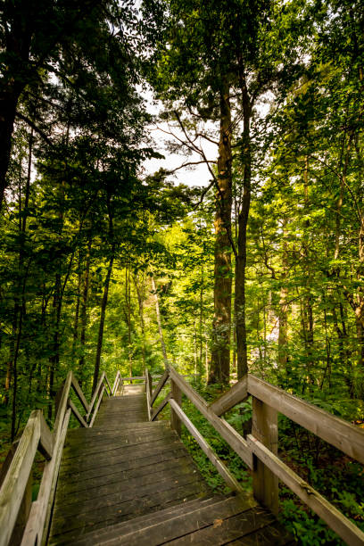 istock Stairs in a wooded area 826501890