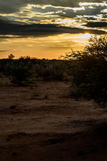 istock Beautiful sunset  at the Erindi Private Game Reserve, Namibia 826501952