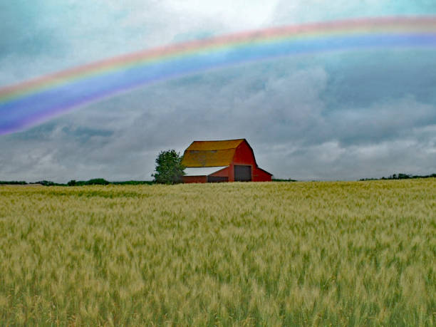 istock Maturing barley field, red barn and rainbow 826504690