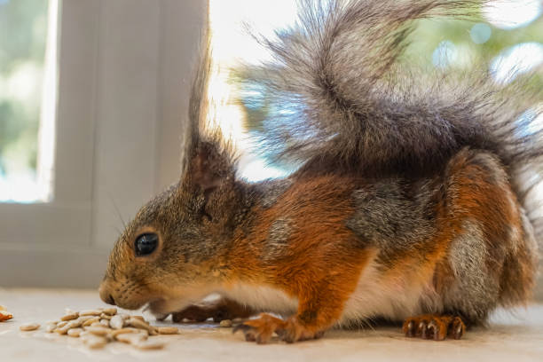 istock A cute fury squirrel, eating nut. 826504770