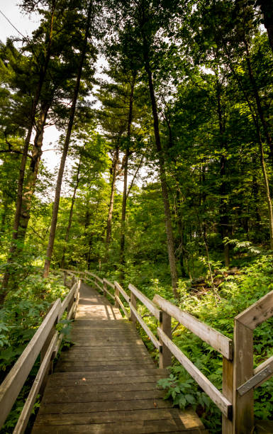 istock Stairs in a wooded area 826505156