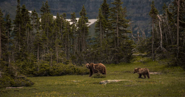 A Mother and Cub Grizzly Bear A mother and cub Grizzly Bear walking by in Glacier National Park. grizzly bear stock pictures, royalty-free photos & images