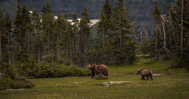 uma mãe e um filhote de urso - us glacier national park fotos - fotografias e filmes do acervo