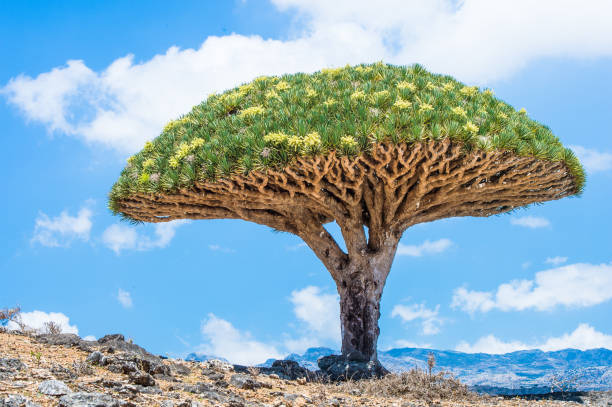 istock Dragon tree on the Socotra Island, Yemen 826512480