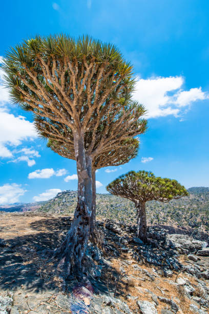 istock Dragon tree on the Socotra Island, Yemen 826512506